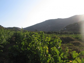 Winery of Synadinakis