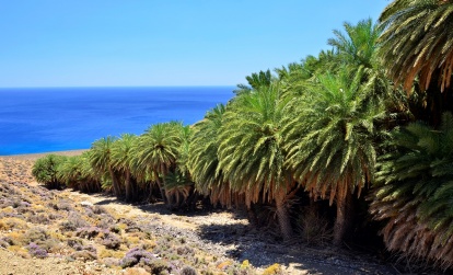 Palm forest of Agios Nikitas